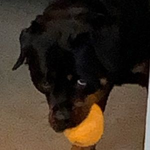 Meet your Posher, Jake